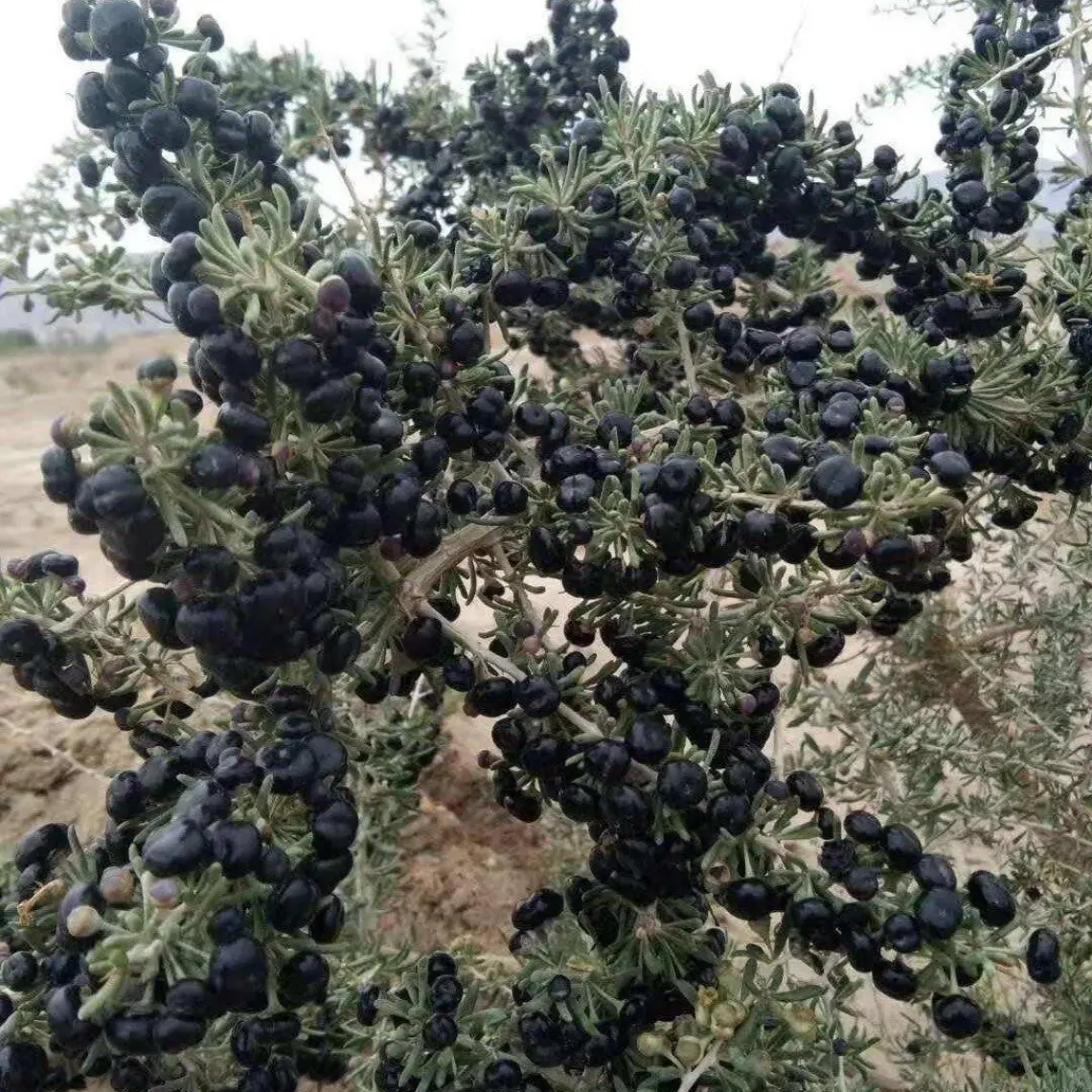 E-fidancim Nadir Siyah Goji Berry Fidanı (Sınırlı Stok)