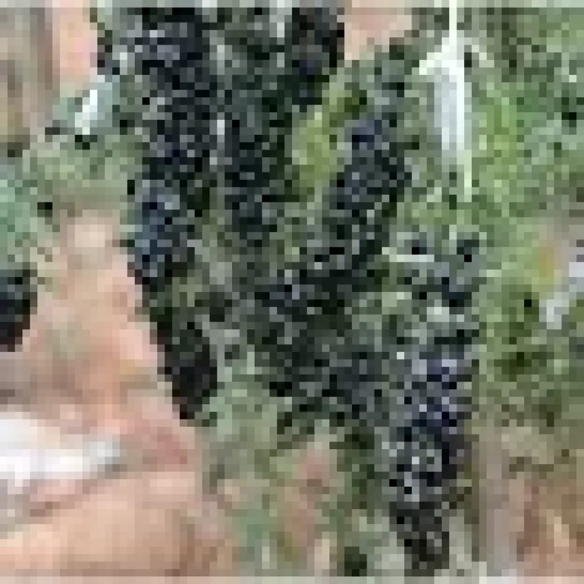 E-fidancim Nadir Siyah Goji Berry Fidanı (Sınırlı Stok)