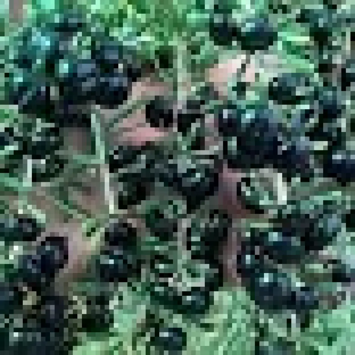 E-fidancim Nadir Siyah Goji Berry Fidanı (Sınırlı Stok)