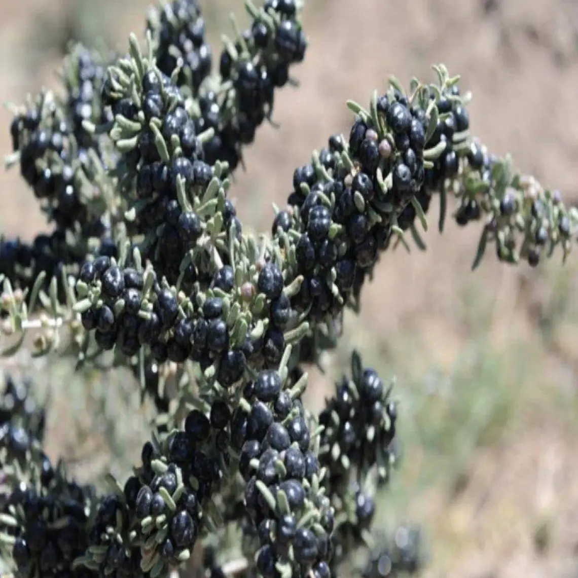 E-fidancim Nadir Siyah Goji Berry Fidanı (Sınırlı Stok)