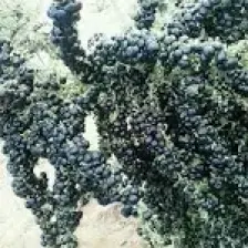 E-fidancim Nadir Siyah Goji Berry Fidanı (Sınırlı Stok)