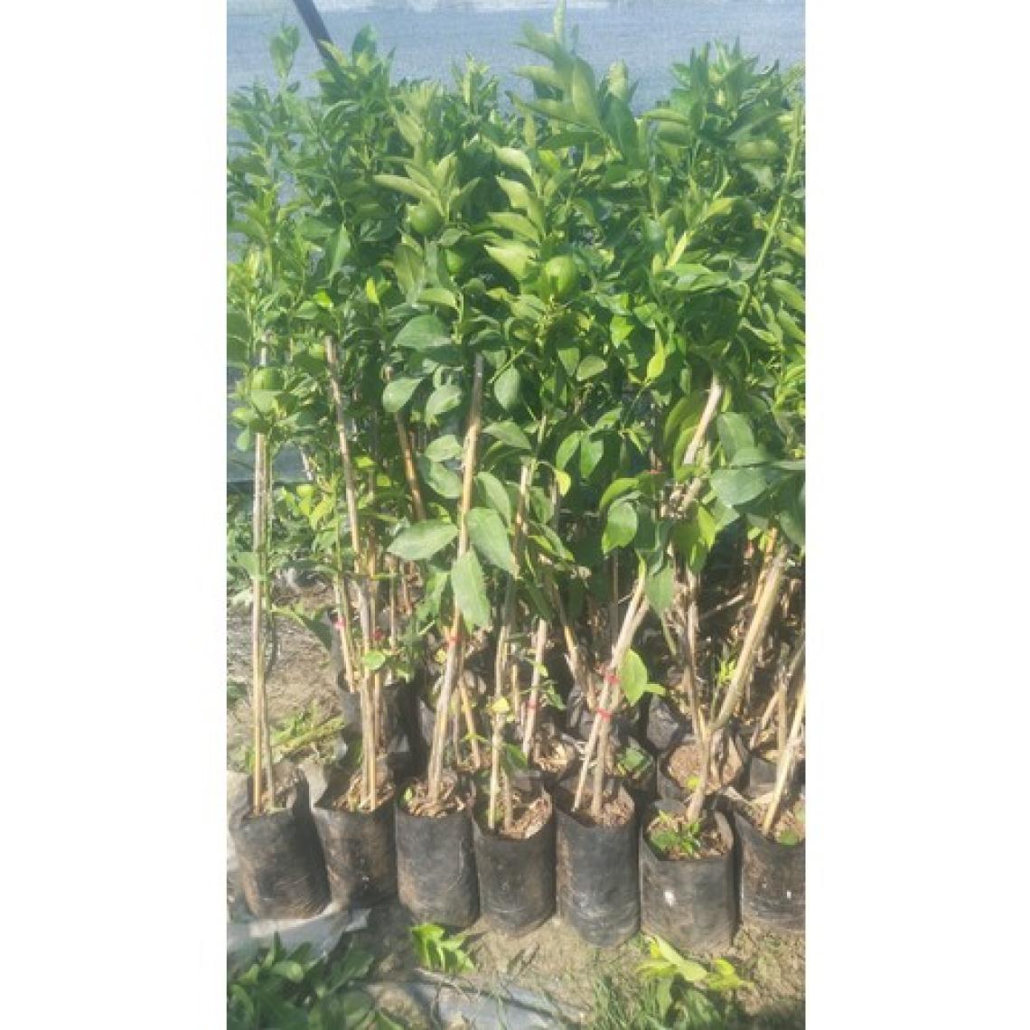 Fidancıyız 3 Yaşlı Yediveren Limon Fidanı