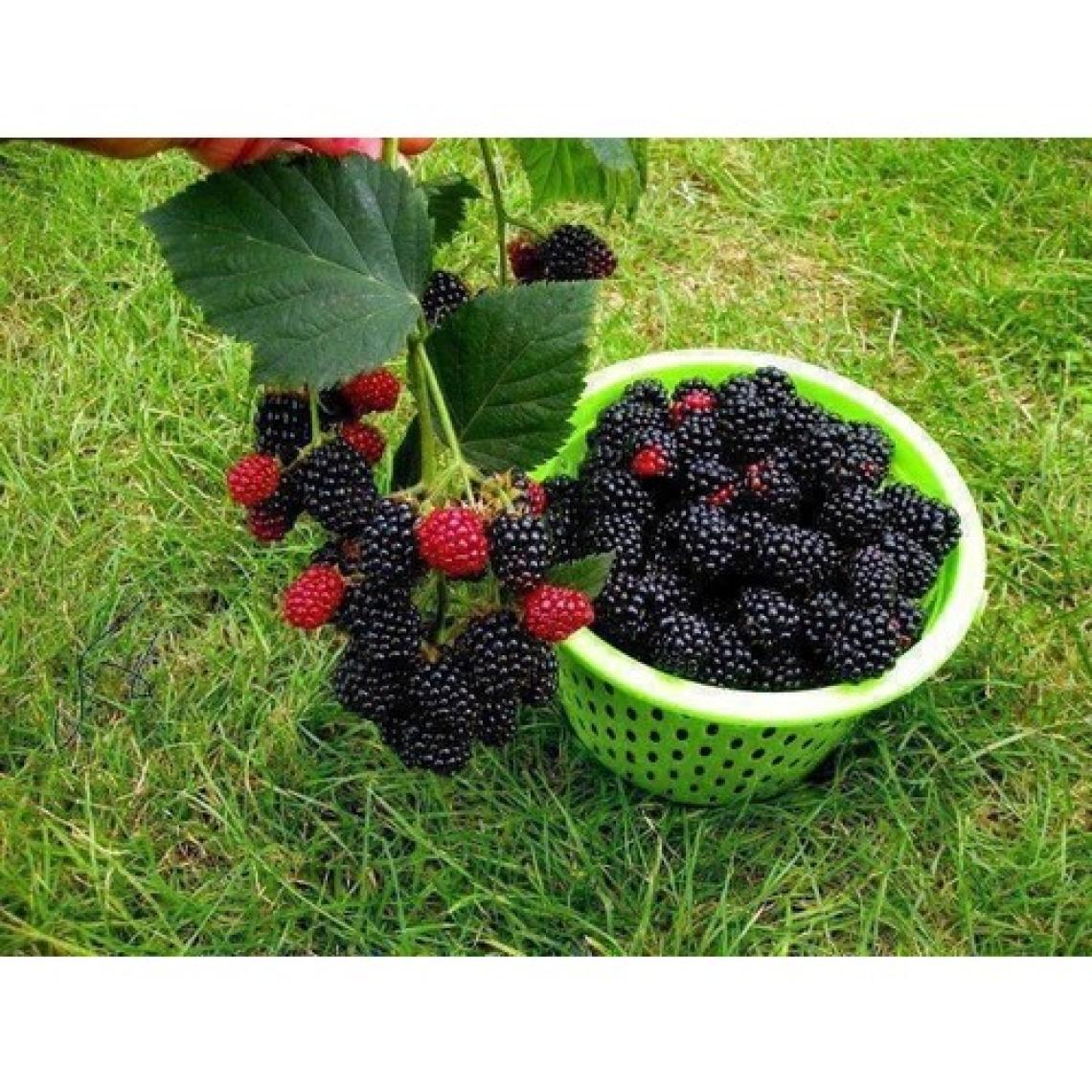 Aydoğdu Tüplü Fidan Dikensiz Jumbo Böğürtlen Fidanı