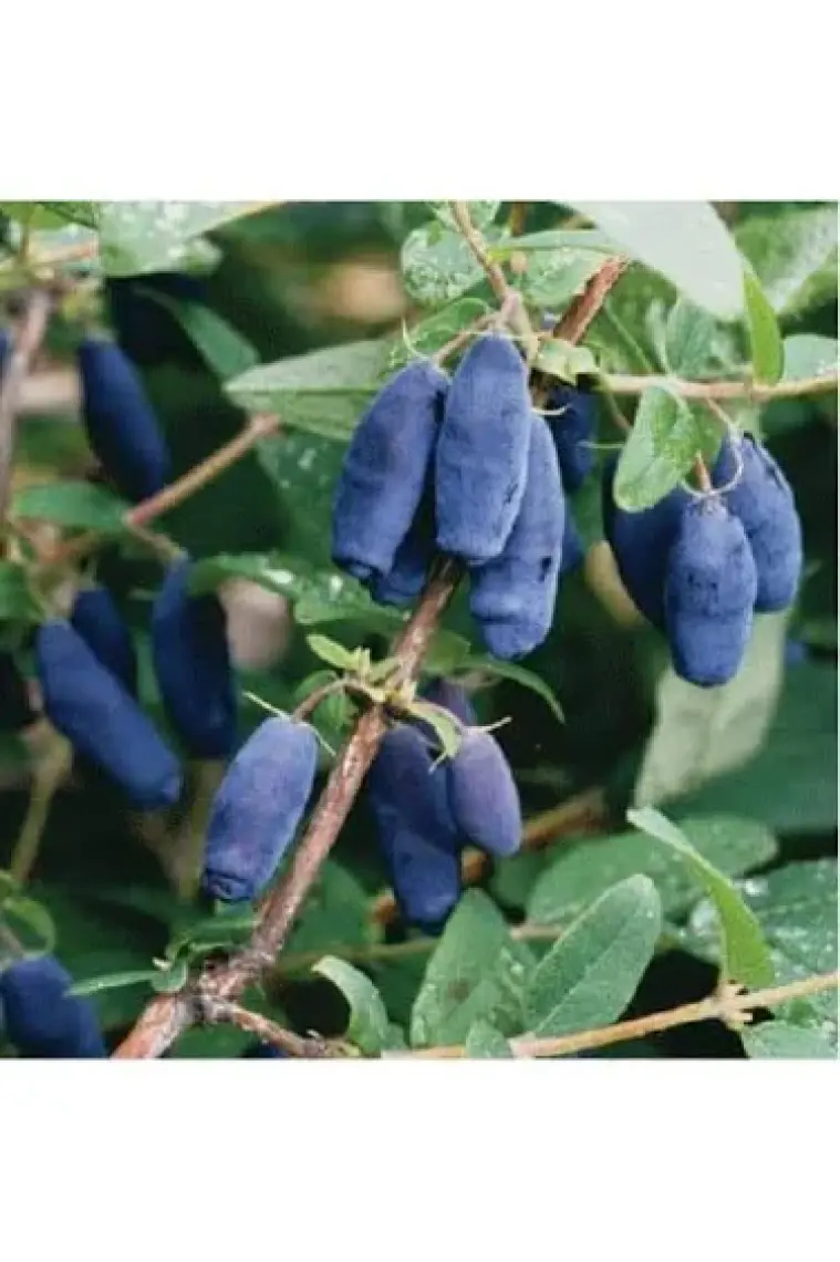 Fidancıyız Tüplü Fidan Honeyberry Bal Yemişi Meyve ve Fidanı