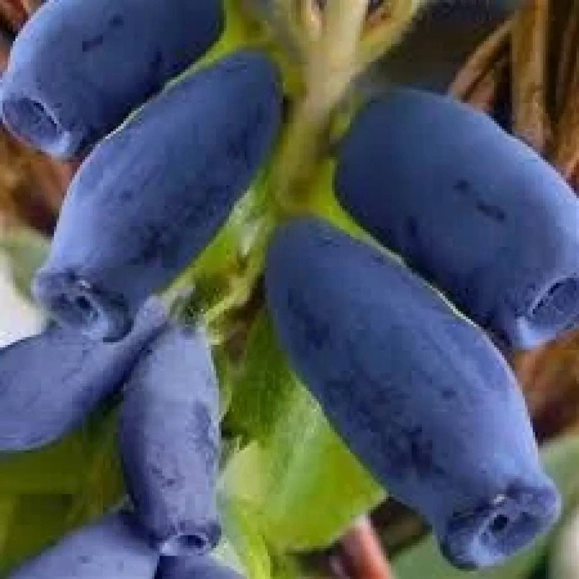 Fidancıyız Tüplü Fidan Honeyberry Bal Yemişi Meyve ve Fidanı