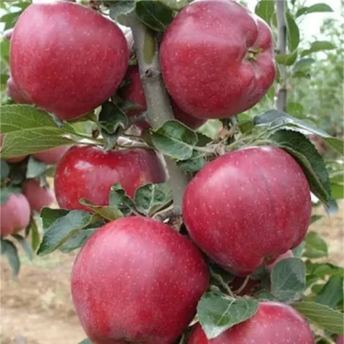 E-fidancim Tüplü Red Chief  Elma Fidanı