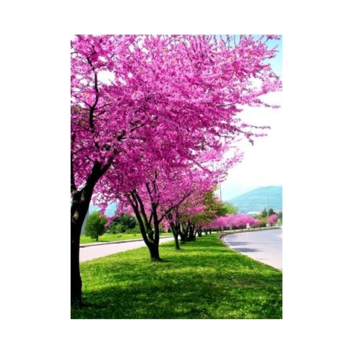 Fidancıyız 2 Adet Tüplü Erguvan Fidanı (30-60 Cm)