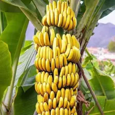 Fidancıyız Saksıda Yetişmiş Büyük Yapıda Bodur Muz Ağacı (100-120 Cm)