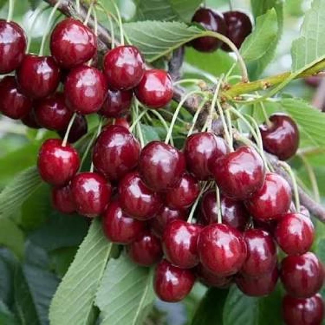 E-fidancim Tüplü Regina (Reggina) Kiraz Fidanı