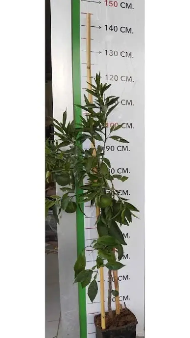Fidancıyız Tüplü Fidan W.murcot Mandalina Fidanı