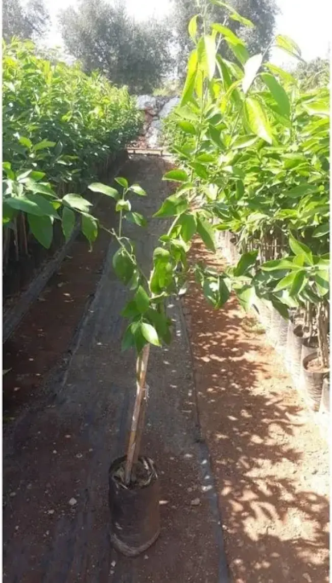 Fidancıyız Tüplü Fidan W.murcot Mandalina Fidanı