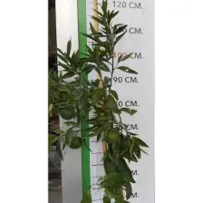 Fidancıyız Tüplü Fidan W.murcot Mandalina Fidanı