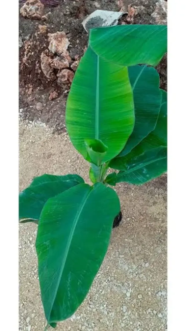 Aydoğdu Tüplü Anamur Bodur Muz Fidanı 80/100CM