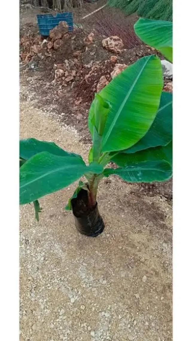 Aydoğdu Tüplü Anamur Bodur Muz Fidanı 80/100CM