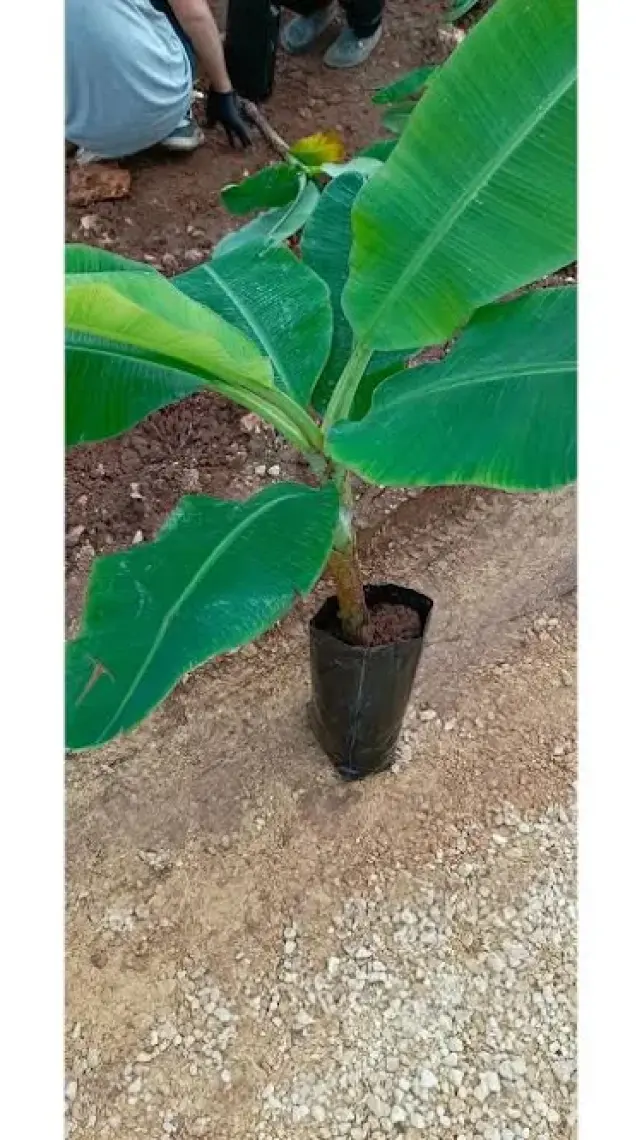 Aydoğdu Tüplü Anamur Bodur Muz Fidanı 80/100CM