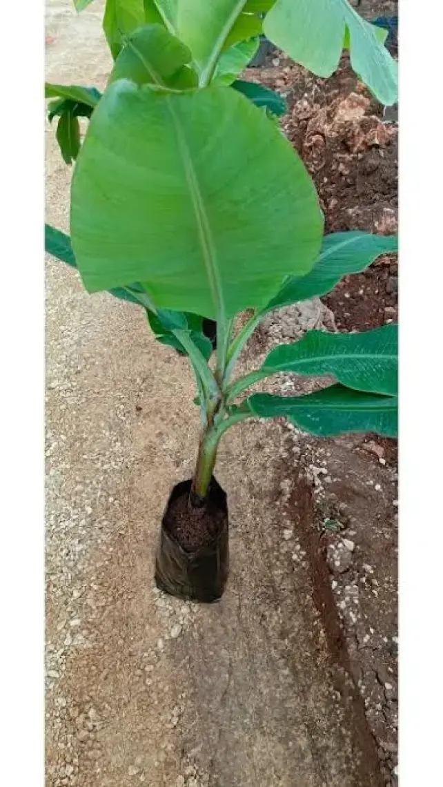 Aydoğdu Tüplü Anamur Bodur Muz Fidanı 80/100CM