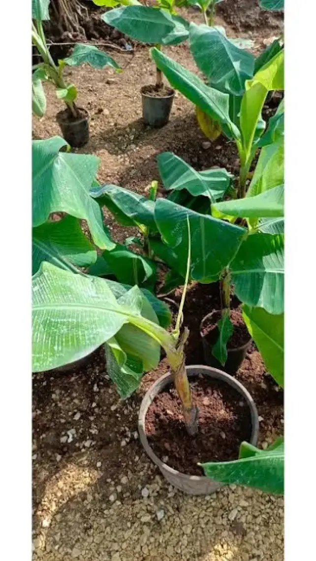 Aydoğdu Tüplü Anamur Bodur Muz Fidanı 80/100CM