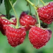 E-fidancim Tüplü  Willamette Ahududu Fidanı