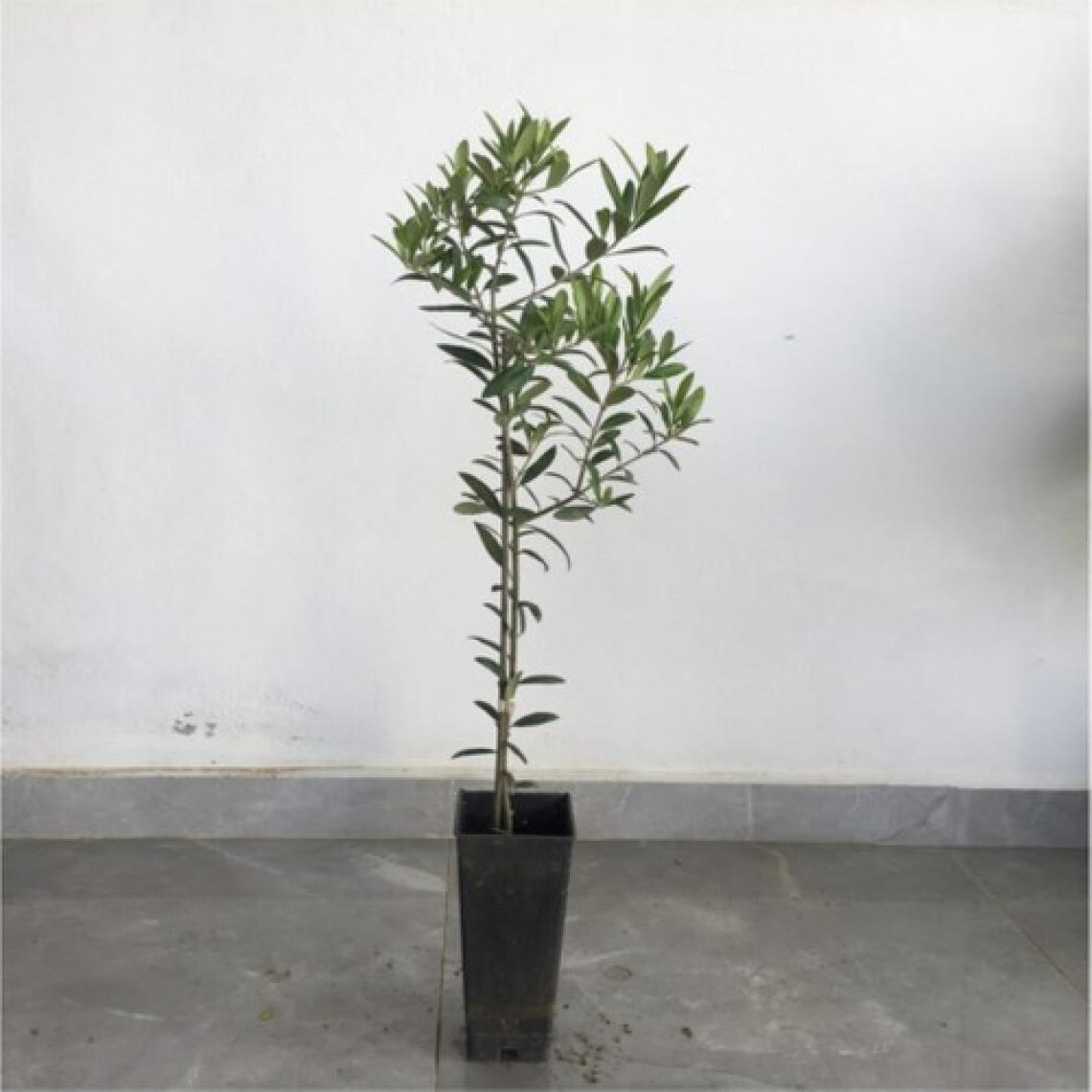 Saksılı TAM Bodur Arbequina Zeytin Fidanı 1 Yaş - 40-60 Cm Boy