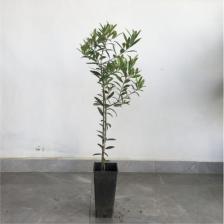 Saksılı TAM Bodur Arbequina Zeytin Fidanı 1 Yaş - 40-60 Cm Boy
