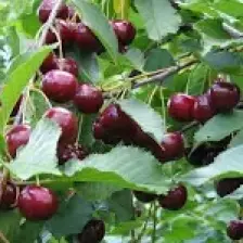 E-fidancim Tüplü Yarı Bodur Kütahya Vişne Fidanı