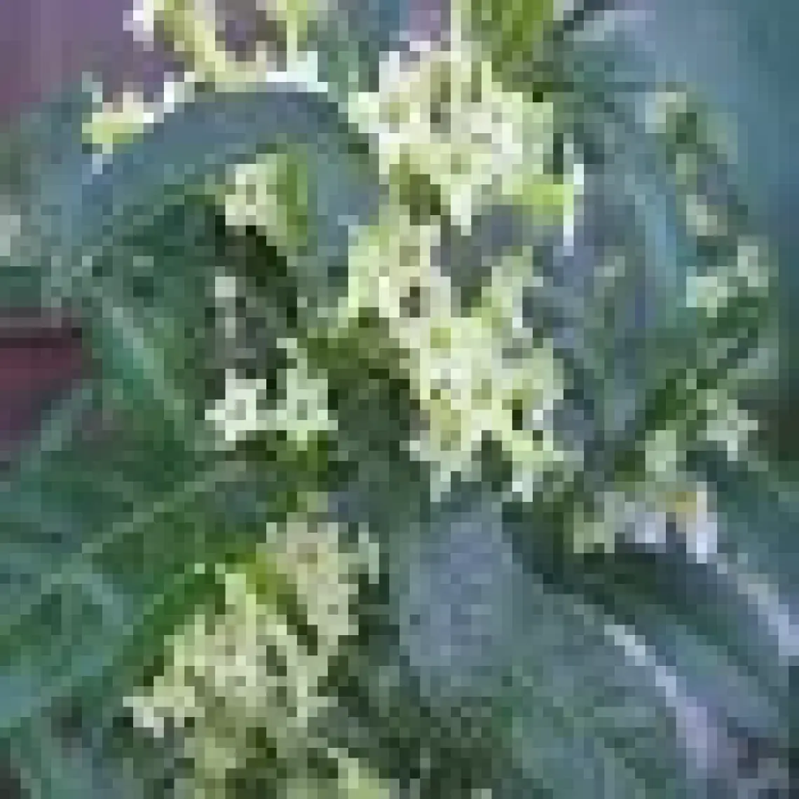 E-fidancim Tüplü Aromatik Melissa(Parfüm Çiçeği) Fidanı