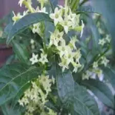 E-fidancim Tüplü Aromatik Melissa(Parfüm Çiçeği) Fidanı