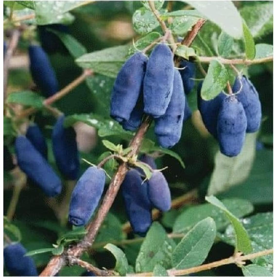 Fidancıyız Tüplü Fidan Honeyberry Bal Yemişi Meyve ve Fidanı