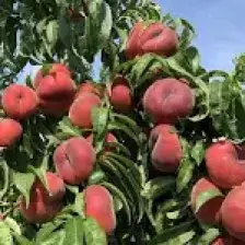 E-fidancim Tüplü Paraguaya Basık Yassı Domates Şeftali Fidanı