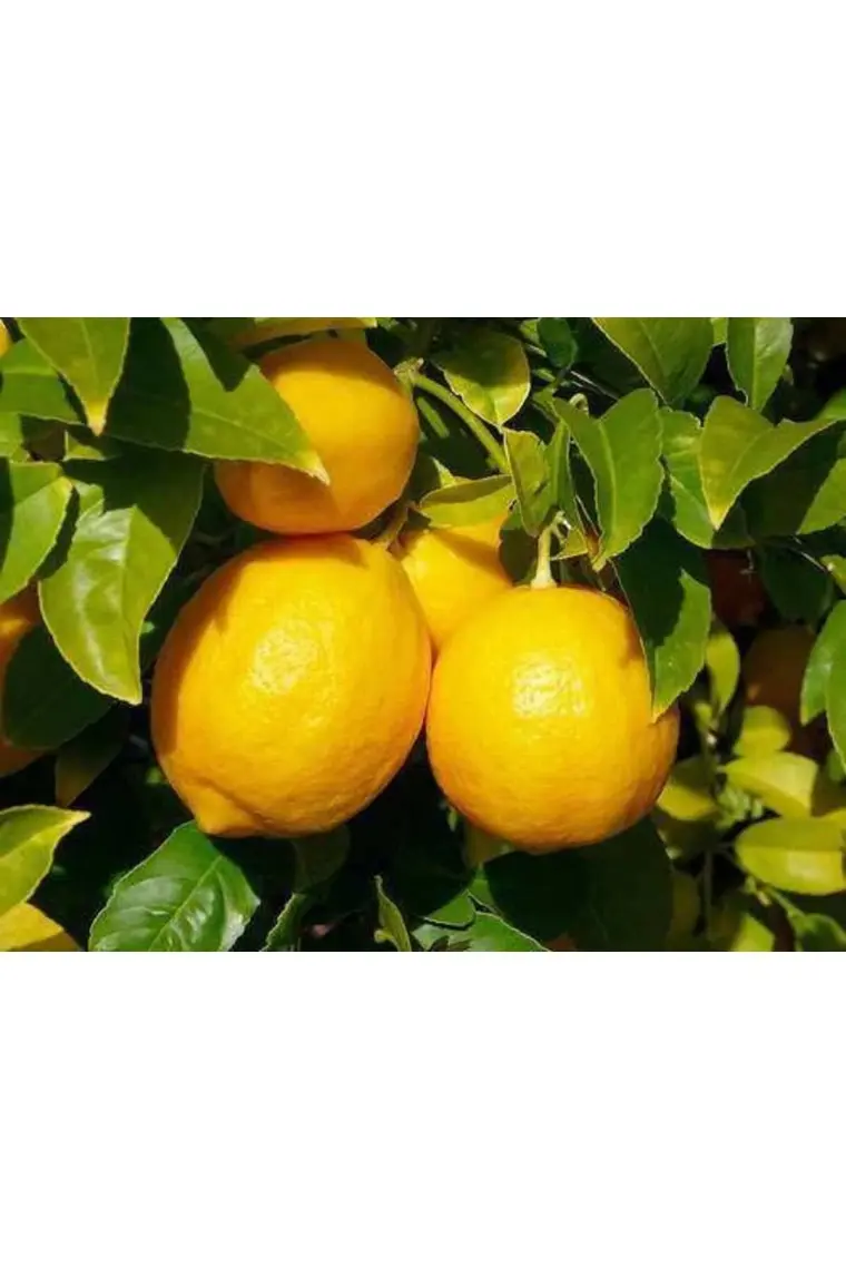 Peyzaj Yağmur Mayer Limon Fidanı