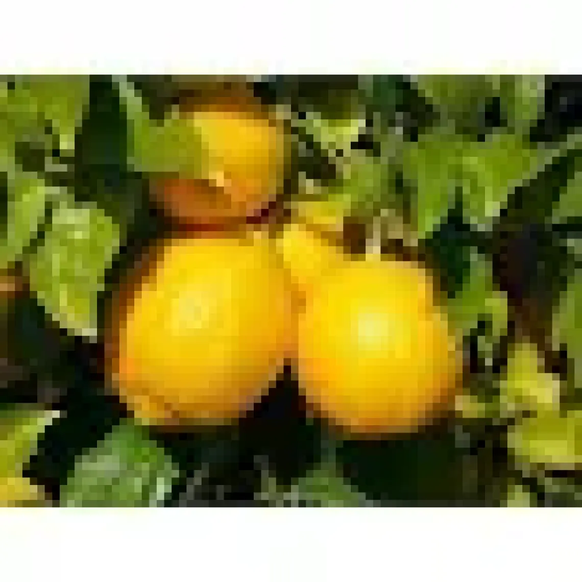 Peyzaj Yağmur Mayer Limon Fidanı