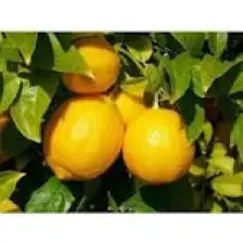 Peyzaj Yağmur Mayer Limon Fidanı