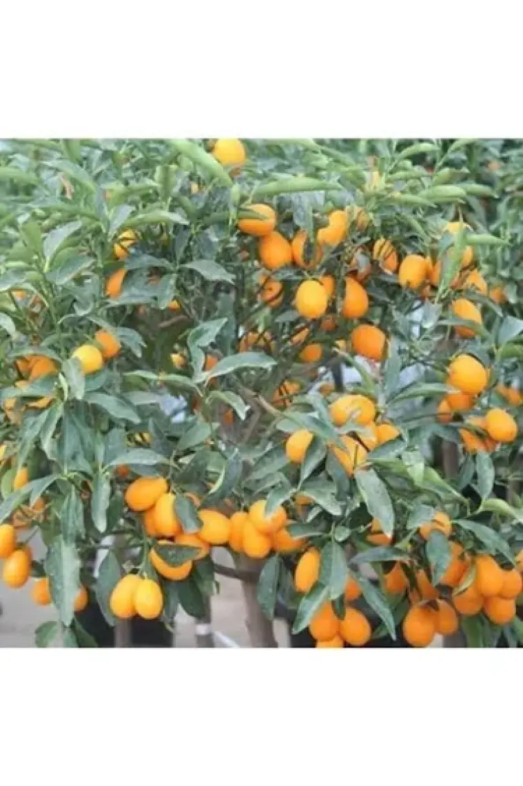 Fidancıyız Kamkat (Süs Portakal) Portakal Fidanı