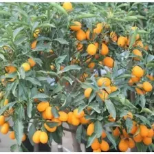 Fidancıyız Kamkat (Süs Portakal) Portakal Fidanı