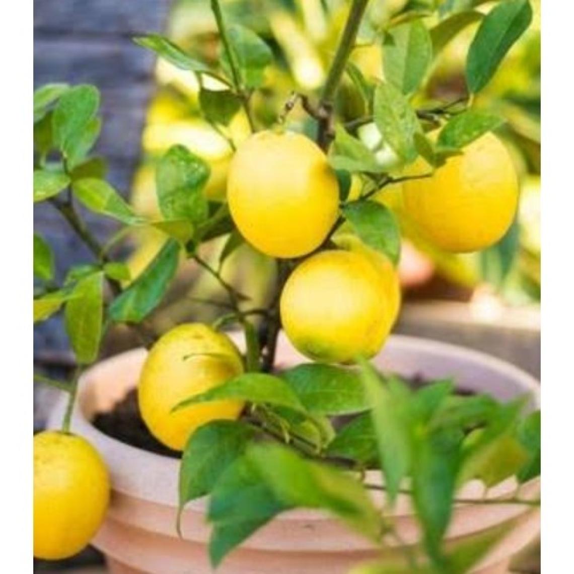 Aydoğdu Yenilebilir Tüplü Süs Limonu Üzeri Meyveli 3 Yaş 1m