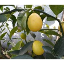 Aydoğdu Yenilebilir Tüplü Süs Limonu Üzeri Meyveli 3 Yaş 1m