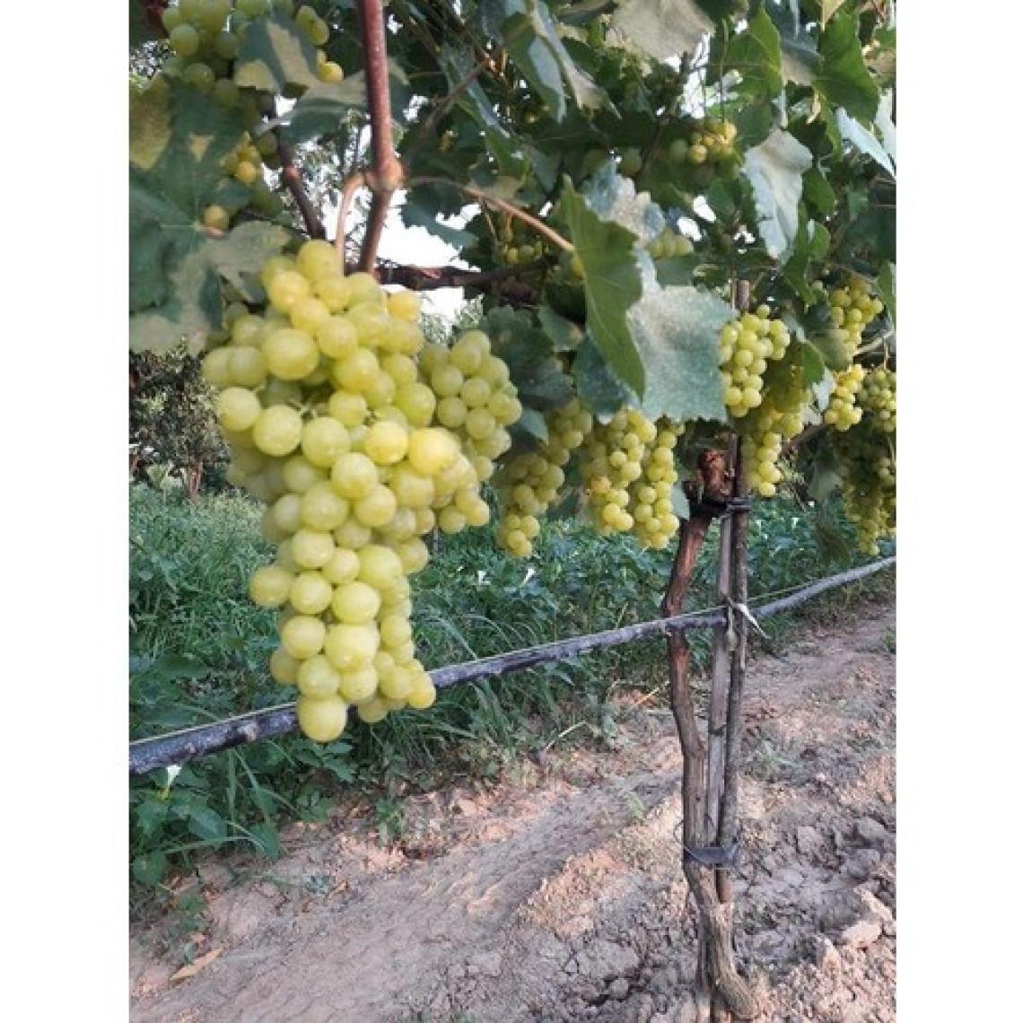 Fidancıyız Tüplü Fidan Çekirdeksiz Erkenci Beyaz Üzüm Fidanı