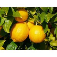 Aydoğdu 3 Yaşlı Yediveren Limon Fidanı