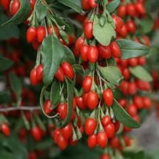 Fidancıyız Tüplü Fidan Goji Berry (Kurt Üzümü) FIDANI(10-15CM)