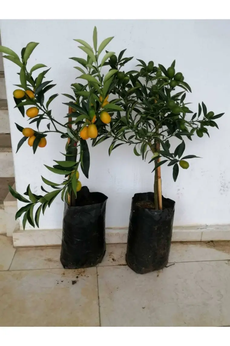Aydoğdu Kamkat (Süs Portakal) Portakal Fidanı   (Üzeri Meyveli)