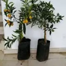 Aydoğdu Kamkat (Süs Portakal) Portakal Fidanı   (Üzeri Meyveli)