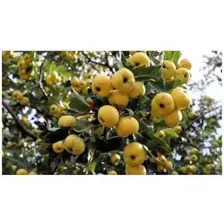 Fidancıyız Aşılı Sarı Alıç Fidanı Tüplü