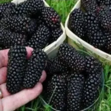 E-fidancim Tüplü Yediveren Siyah  Avustralya Dut Fidanı