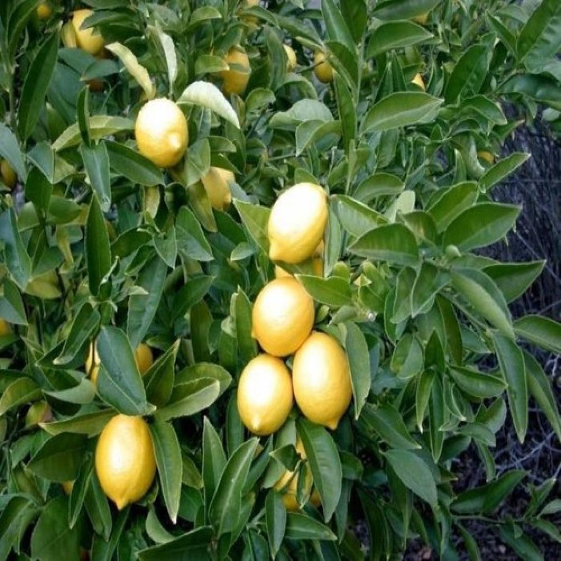 E-fidancim Tüplü Yediveren Limon Fidanı