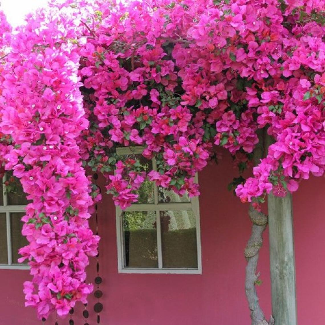 Saksıda Sarılıcı Pembe Tırmanıcı Begonvil Sarmaşığı Fidanı(Gelin Duvağı)