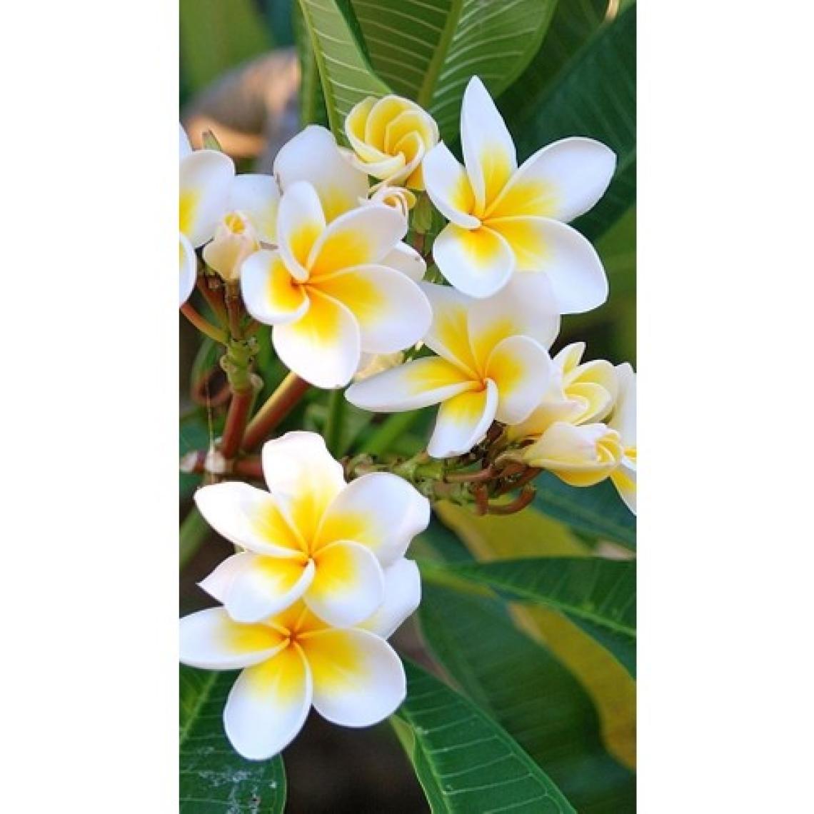 Fidancıyız Saksıda Amerikan Fulu (Plumeria Alba) Ağacı Fidanı