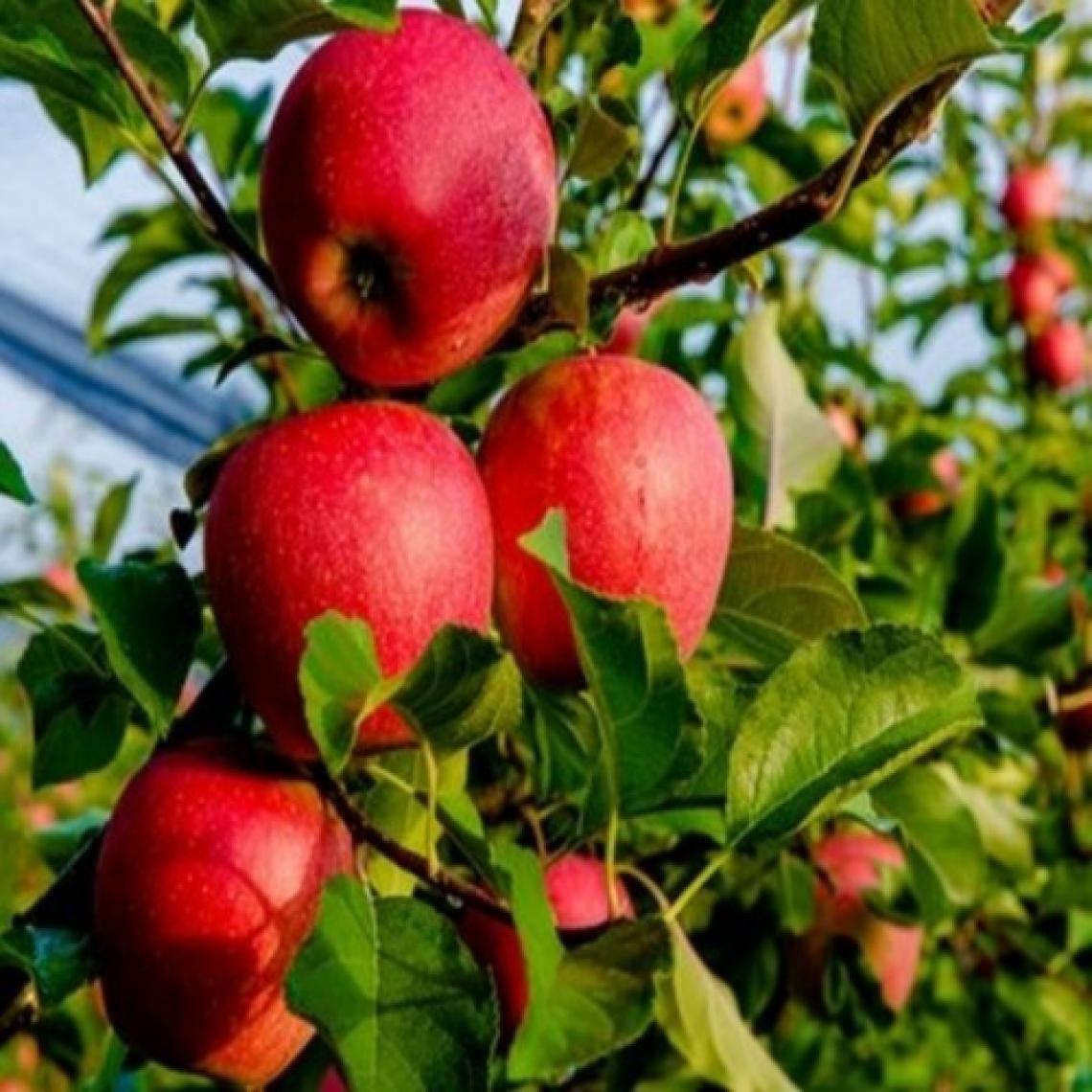 E-fidancim Tüplü Tam Bodur Fuji Kiku Elma Fidanı