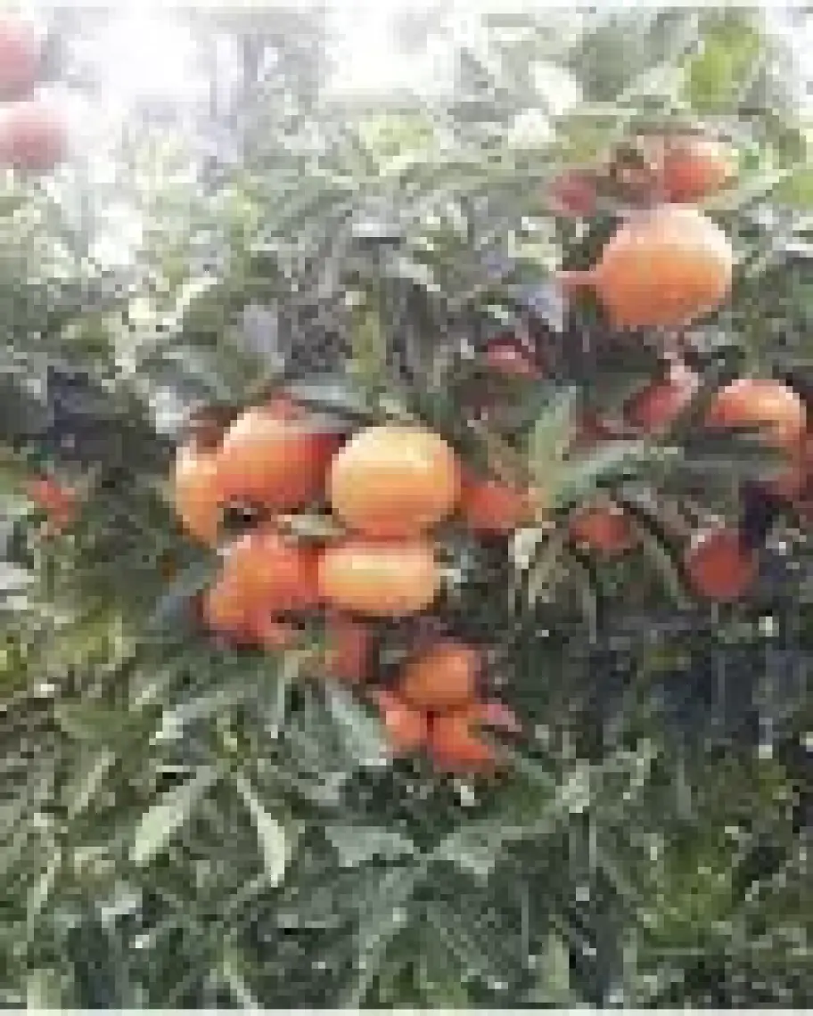 Peyzaj Yağmur Tüplü Fidan W.murcot Mandalina Fidanı