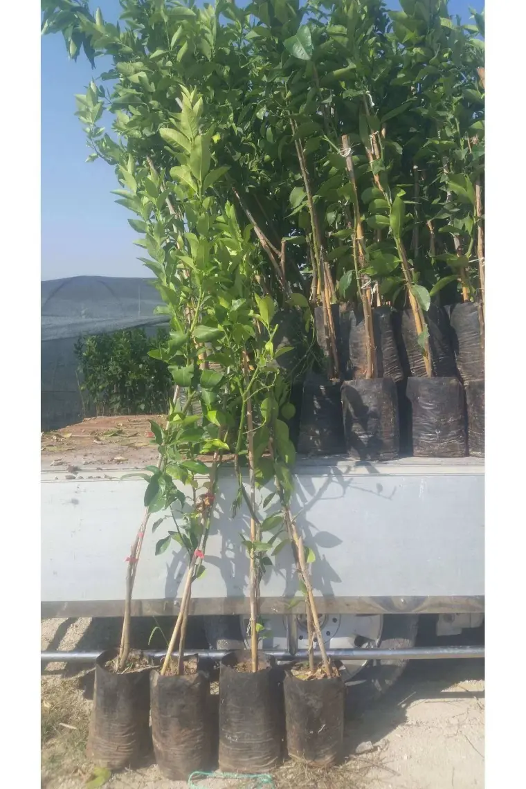 Peyzaj Yağmur Tüplü Fidan W.murcot Mandalina Fidanı