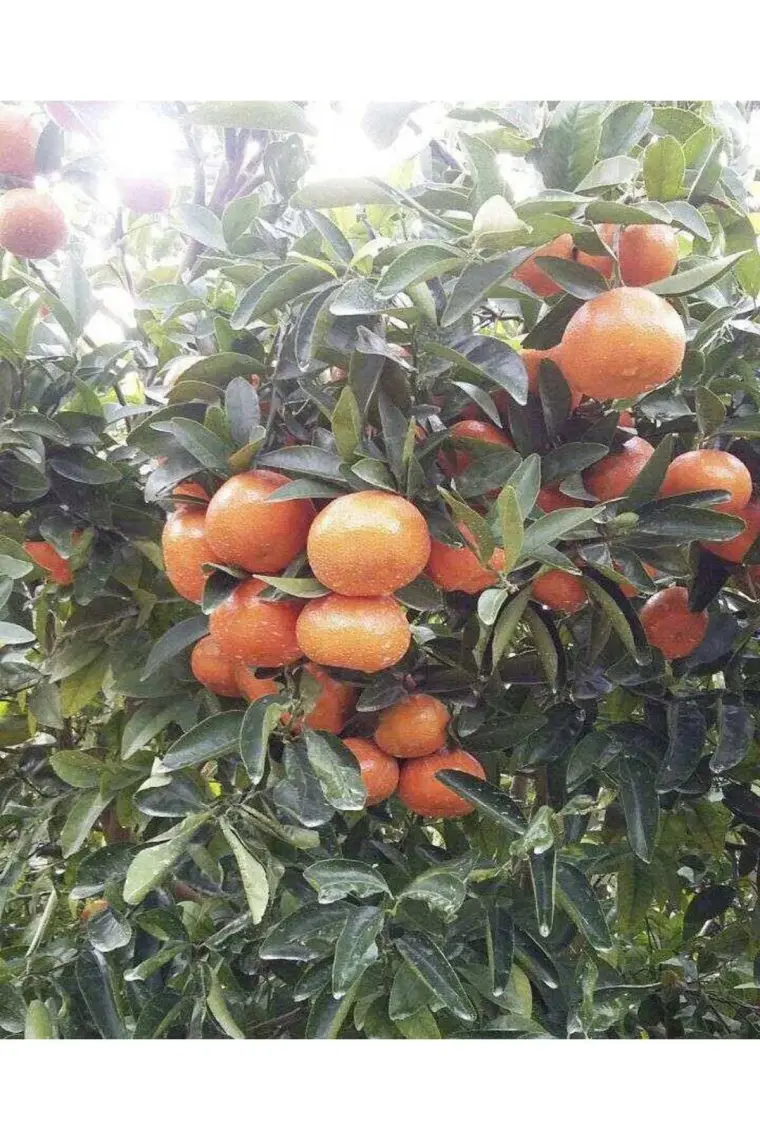 Peyzaj Yağmur Tüplü Fidan W.murcot Mandalina Fidanı